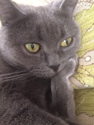 JPG Image0, 1000px × 732px