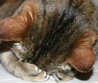 JPG Image, 13KB, 200px × 170px