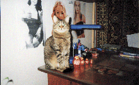 GIF Image, 163KB, 604px × 367px