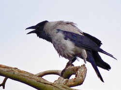JPG Image, 43KB, 475px × 356px