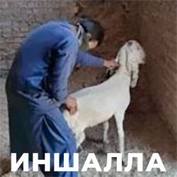 JPG Image, 17KB, 250px × 250px